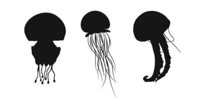 Set of jellyfish icons in solid black featuring medusa and sea jelly designs on a white background. Clipart illustration with a modern touch. vector