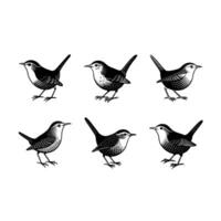 Wren Graphic Design File for Digital Use vector