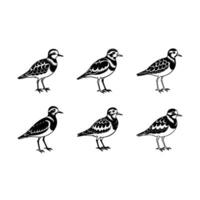 Turnstone Graphic Design File High Quality Digital Artwork for Your Projects vector