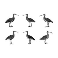 Whimbrel Graphic Design File for Creative Projects vector