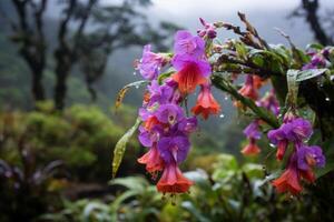 Vibrant fuchsia flowers in the rain photo