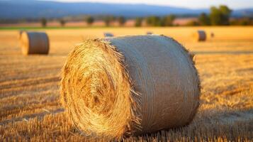 Bale of hay in golden wheat field photo