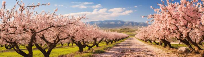 Blooming cherry blossom trees in springtime landscape photo