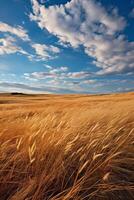 Vast golden wheat field under cloudy blue sky photo