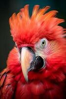 Vibrant red parrot with striking feathers and intense gaze photo