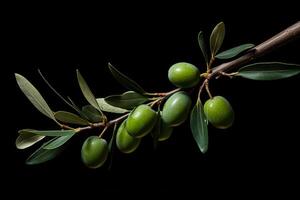 green olives growing on branch with leaves photo