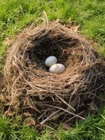 Nest with eggs in grass photo