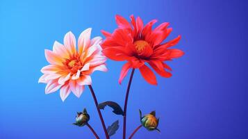 vibrant dahlia flowers against a blue background photo
