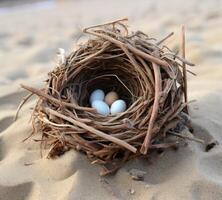 Nest with blue and brown eggs on sandy beach photo