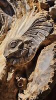 Close up of intricate fossilized shell structure photo