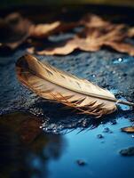 Feather floating on water with reflections photo
