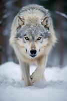 Captivating close up of a majestic gray wolf in the snowy wilderness photo