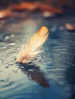 Feather floating on water at sunset photo