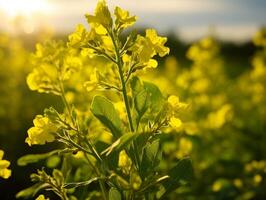 Vibrant yellow wildflowers in a field photo