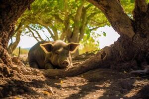Curious pig in natural habitat photo