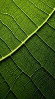Macro shot of a green leaf with intricate vein patterns photo