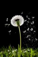 Dandelion flower with seeds blowing in the wind photo