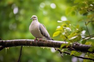 Peaceful dove perched on branch in lush green foliage photo
