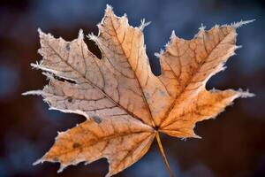 Frozen autumn leaf with intricate patterns photo