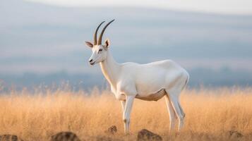 white antelope standing in field photo