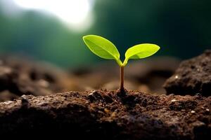 Sprouting seedling emerging from soil photo