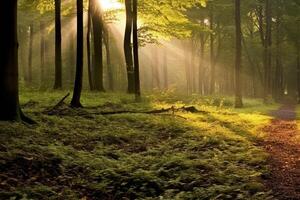 Enchanted forest with sunlight streaming through the trees photo