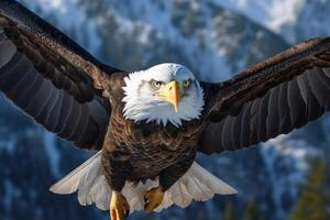 Majestic bald eagle with wings spread in flight photo