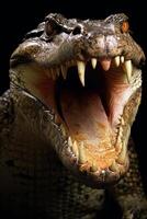 Fierce alligator with open jaws photo
