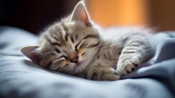 Adorable kitten sleeping peacefully on cozy bedding photo