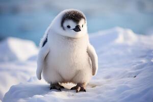 Adorable baby penguin in the snow photo