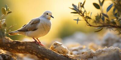 Peaceful dove perched on branch in golden sunset photo