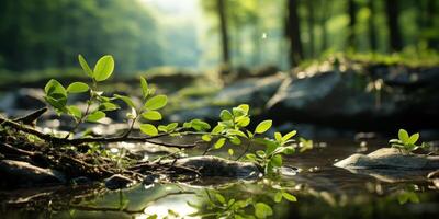 Lush green forest with flowing stream photo