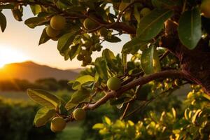 Ripe apples on a tree at sunset photo