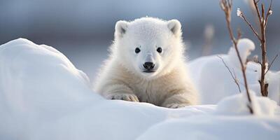 adorable polar bear cub in the snow photo