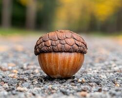 Close up of a single acorn on a gravel path in autumn photo