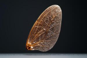 Close up of a single insect wing, showcasing intricate vein structure and translucent texture photo