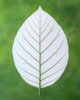 Close up of a delicate, translucent leaf with intricate veins against a blurred green background photo