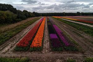 Aerial view of colorful tulip fields in rows photo