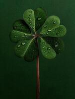 Close up of a four leaf clover with water droplets on a dark green background photo