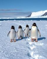 Adorable penguin chicks waddle along snowy path in antarctica photo