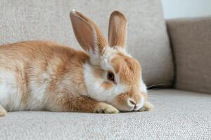 Cute fluffy orange and white rabbit relaxing on a beige couch photo