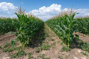 Rows of corn stalks in a field under a partly cloudy sky photo