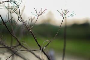 Dry branches of a dead tree with a blurred background photo