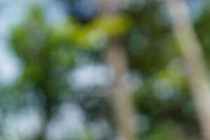 Forest bokeh background. Green defocused backdrop for your design. photo
