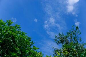 Cloudy sky view and green leaves photo