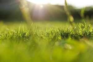A beautiful courtyard with green grass and shadows of trees in the afternoon. Bokeh effect for the background photo