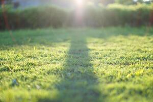 A beautiful courtyard with green grass and shadows of trees in the afternoon. Bokeh effect for the background photo