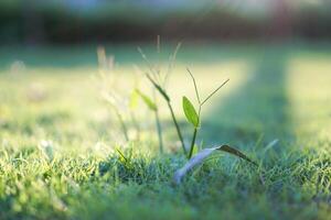 A beautiful courtyard with green grass and shadows of trees in the afternoon. Bokeh effect for the background photo