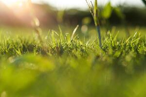 A beautiful courtyard with green grass and shadows of trees in the afternoon. Bokeh effect for the background photo