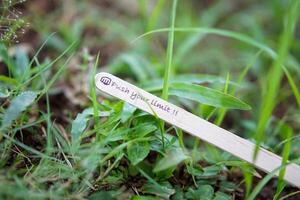 close up of the message on the ice cream stick on the grass as a concept of the spirit of life photo
